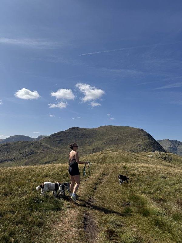 Out on the fells with the dogs